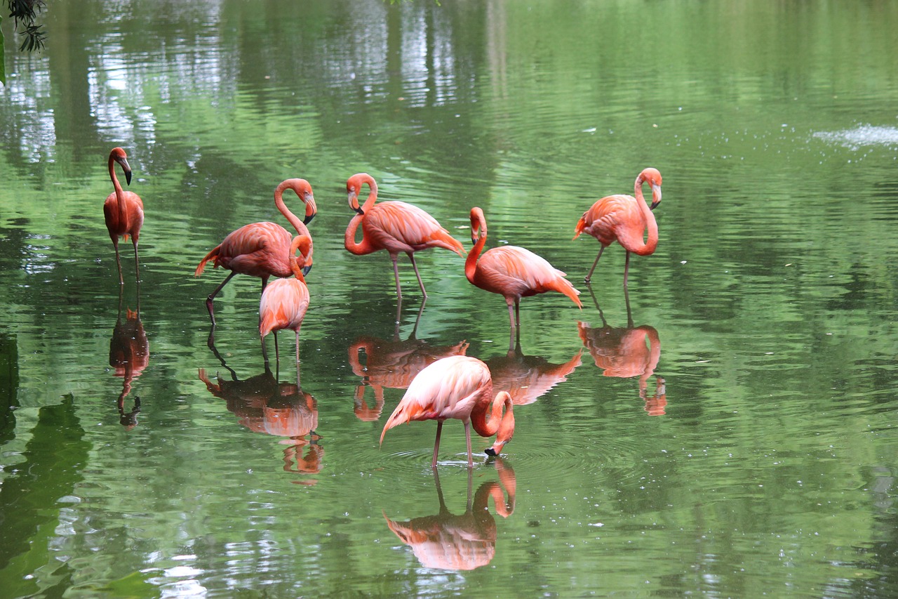 flamingo  colorful  animal free photo