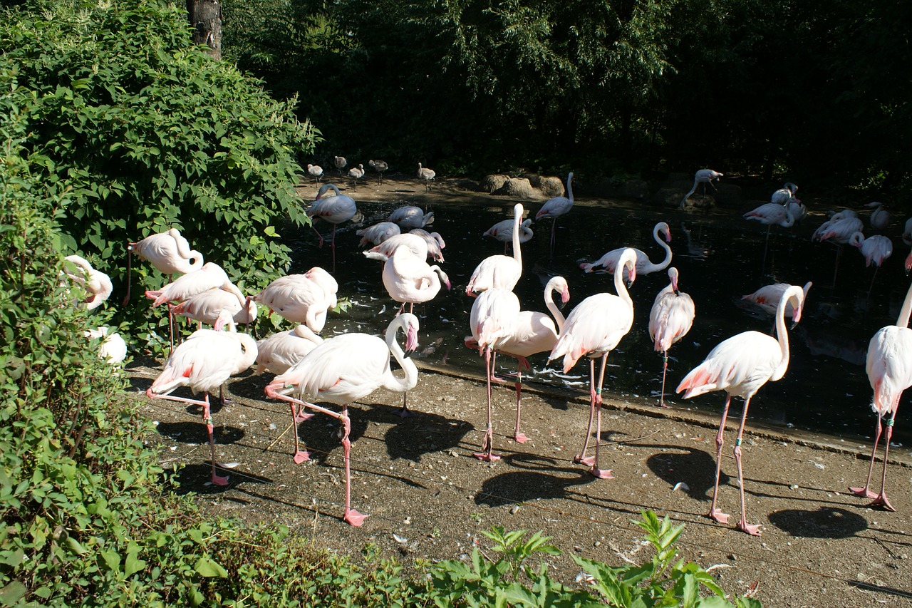 flamingo nature zoo free photo