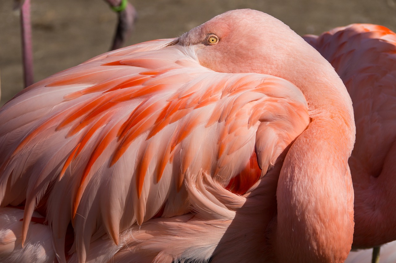flamingo  zoo  hanover free photo