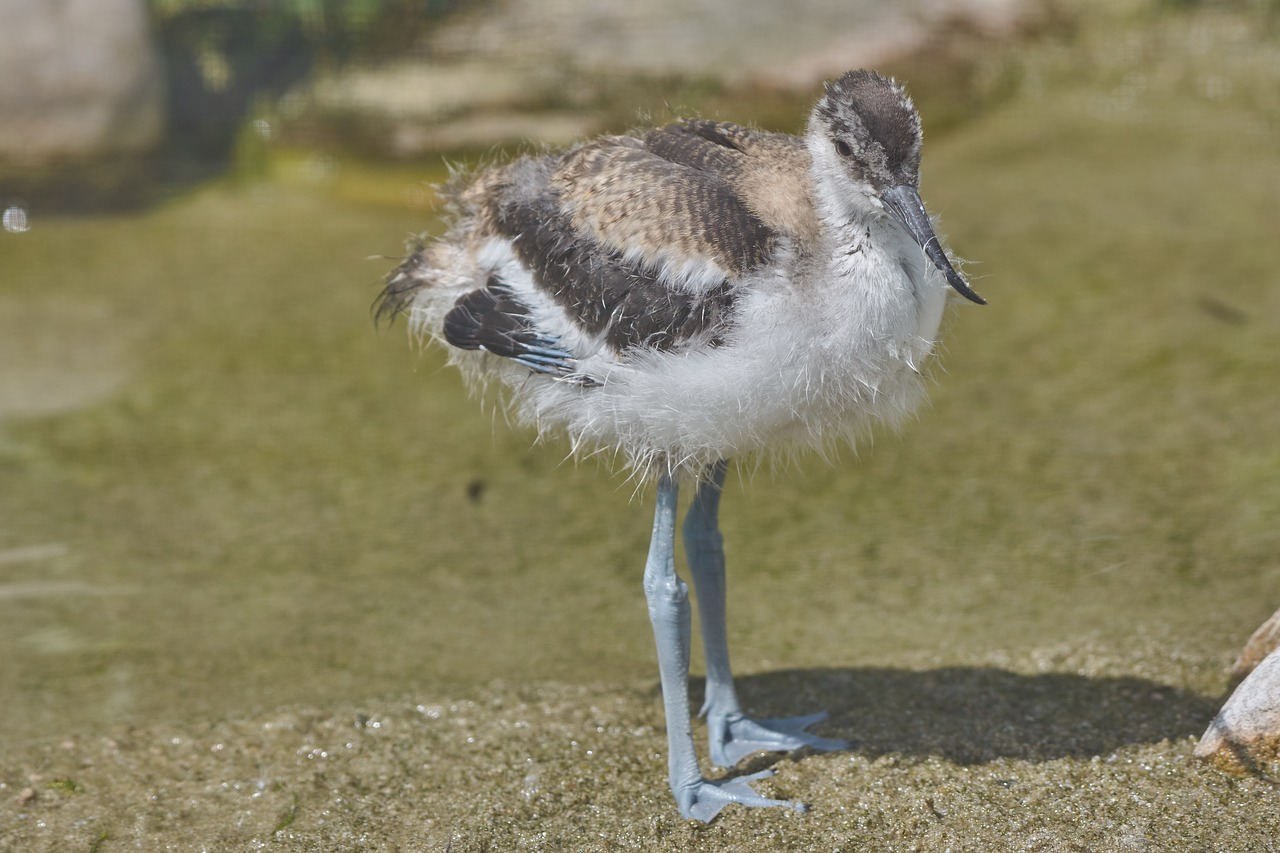 flamingo  young animal  feather free photo