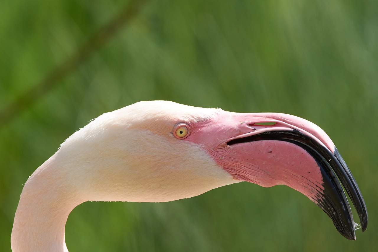 flamingo  bird  feather free photo