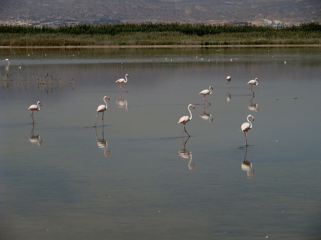 flamingo  wildlife  bird free photo