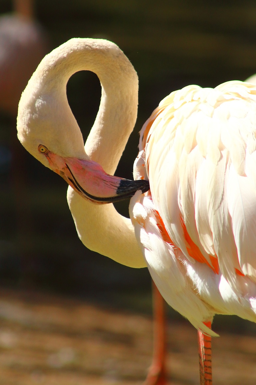 flamingo  beautiful  feather free photo