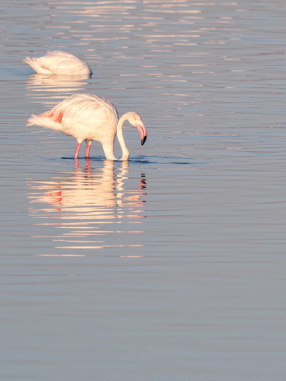 flamingo  birds  pink free photo