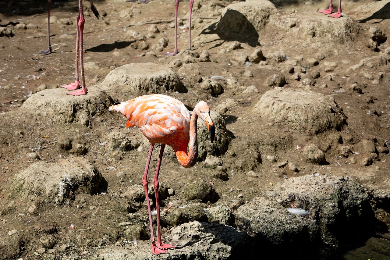 flamingo  bird  salmon free photo