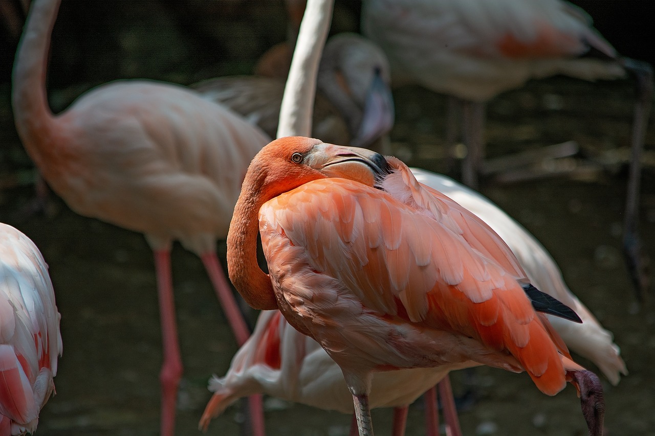 flamingo  bird  salmon free photo