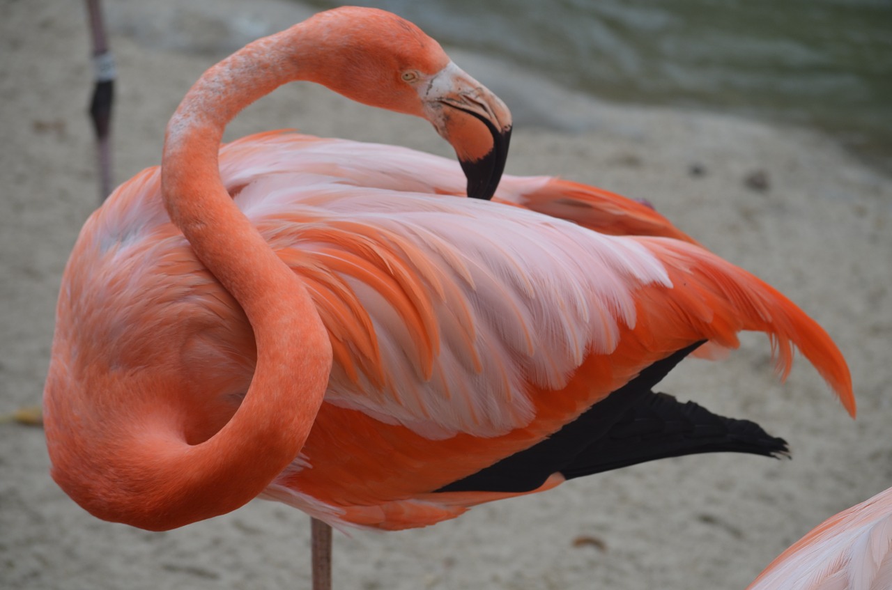 flamingo  san diego zoo  pink free photo