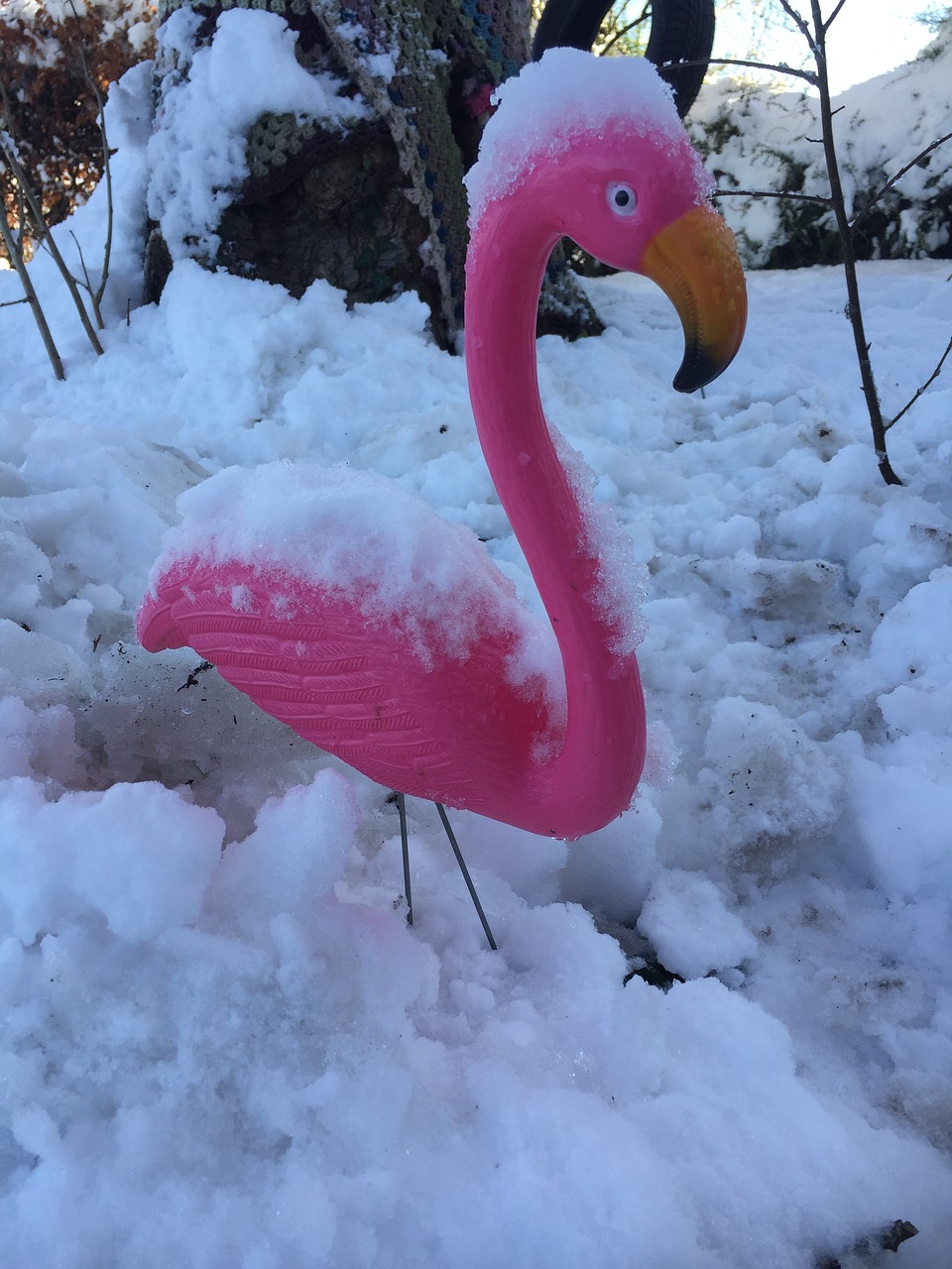 flamingo  winter  snow free photo