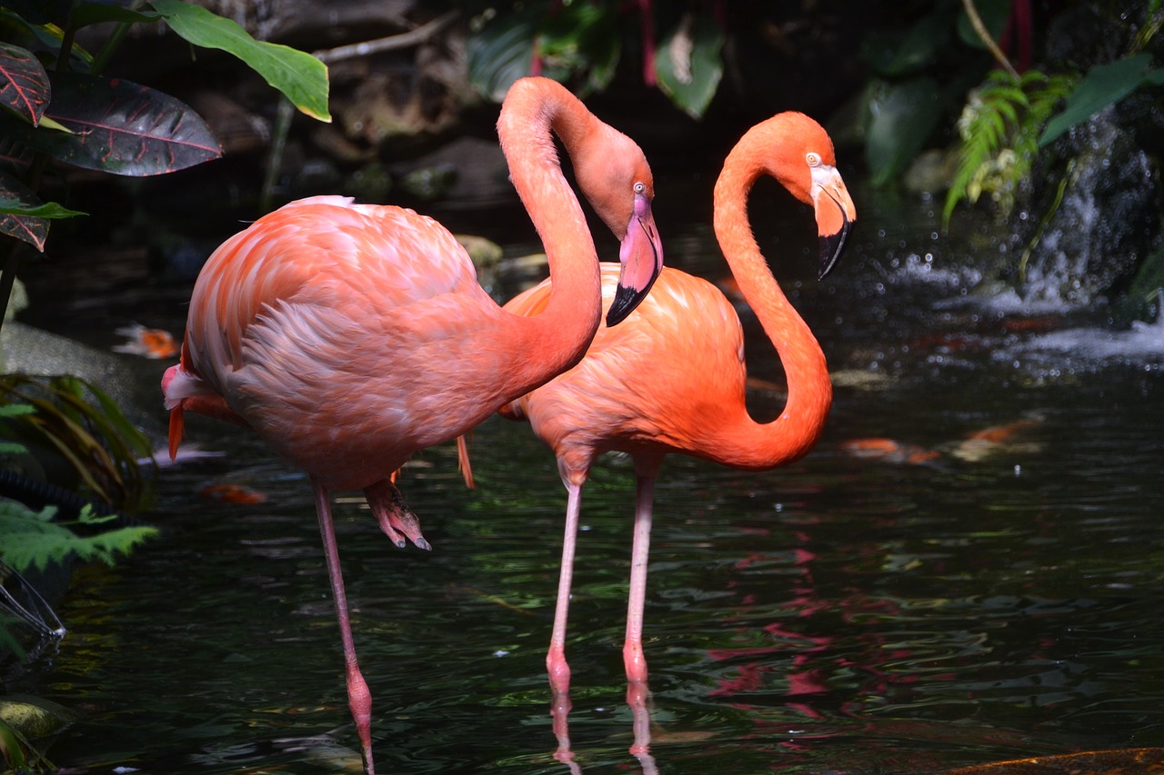 flamingo  pink  bird free photo