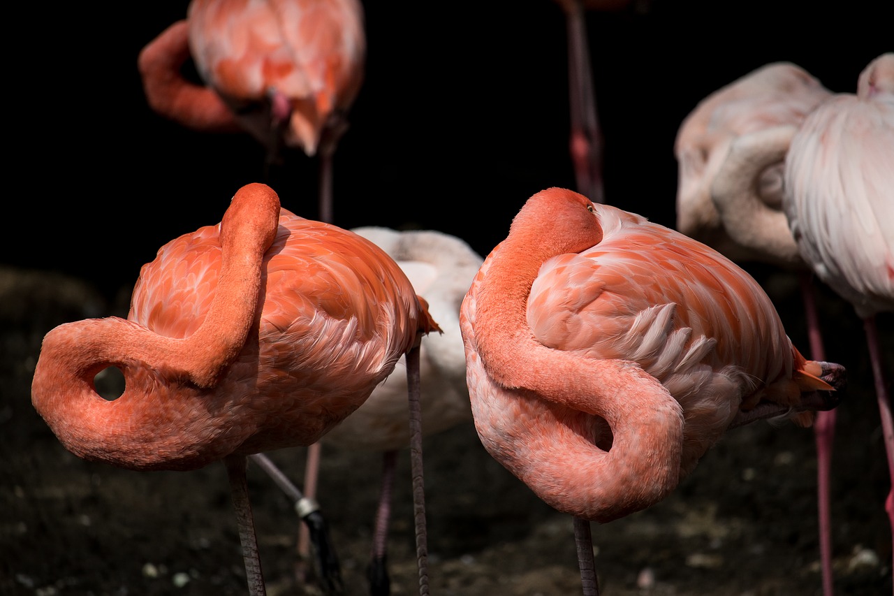 flamingo  bird  animal free photo