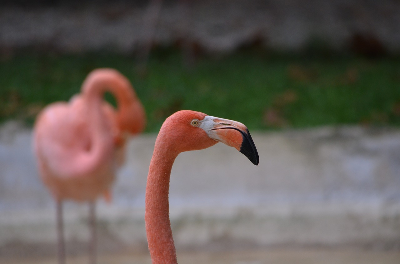 flamingo  bird  pink free photo