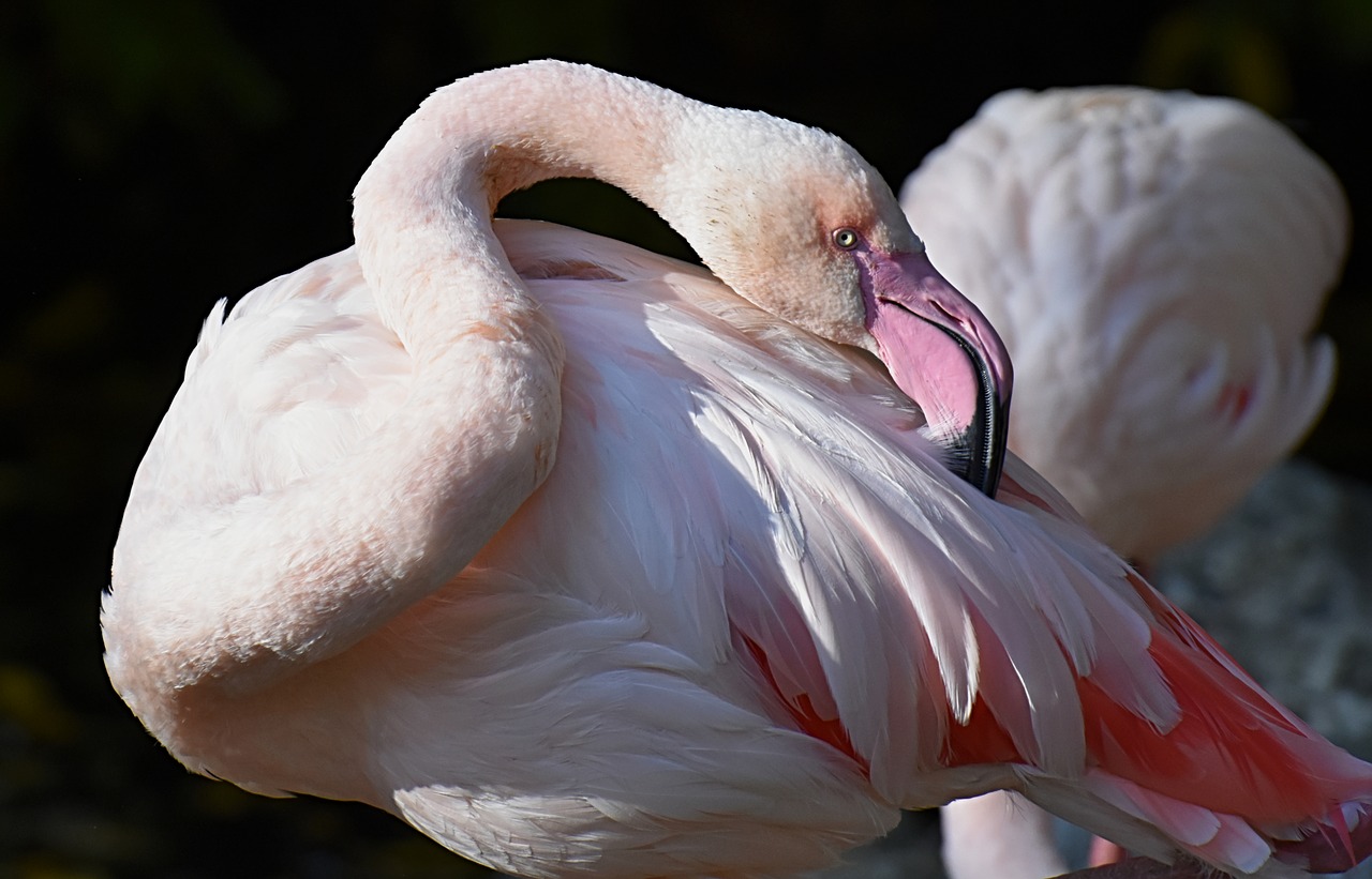 flamingo  bird  colorful free photo