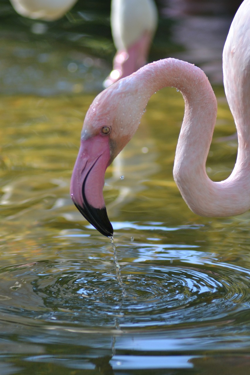 flamingo  africa  water free photo