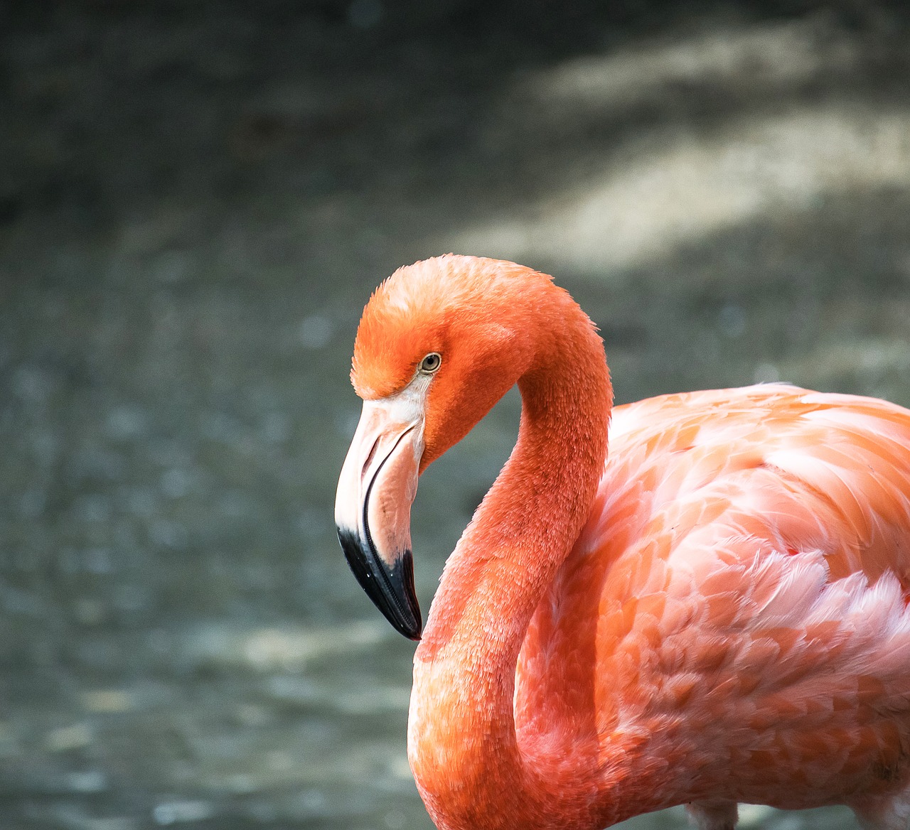 flamingo  bird  animal free photo