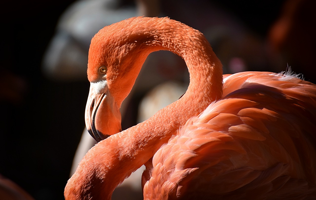 flamingo  bird  colorful free photo