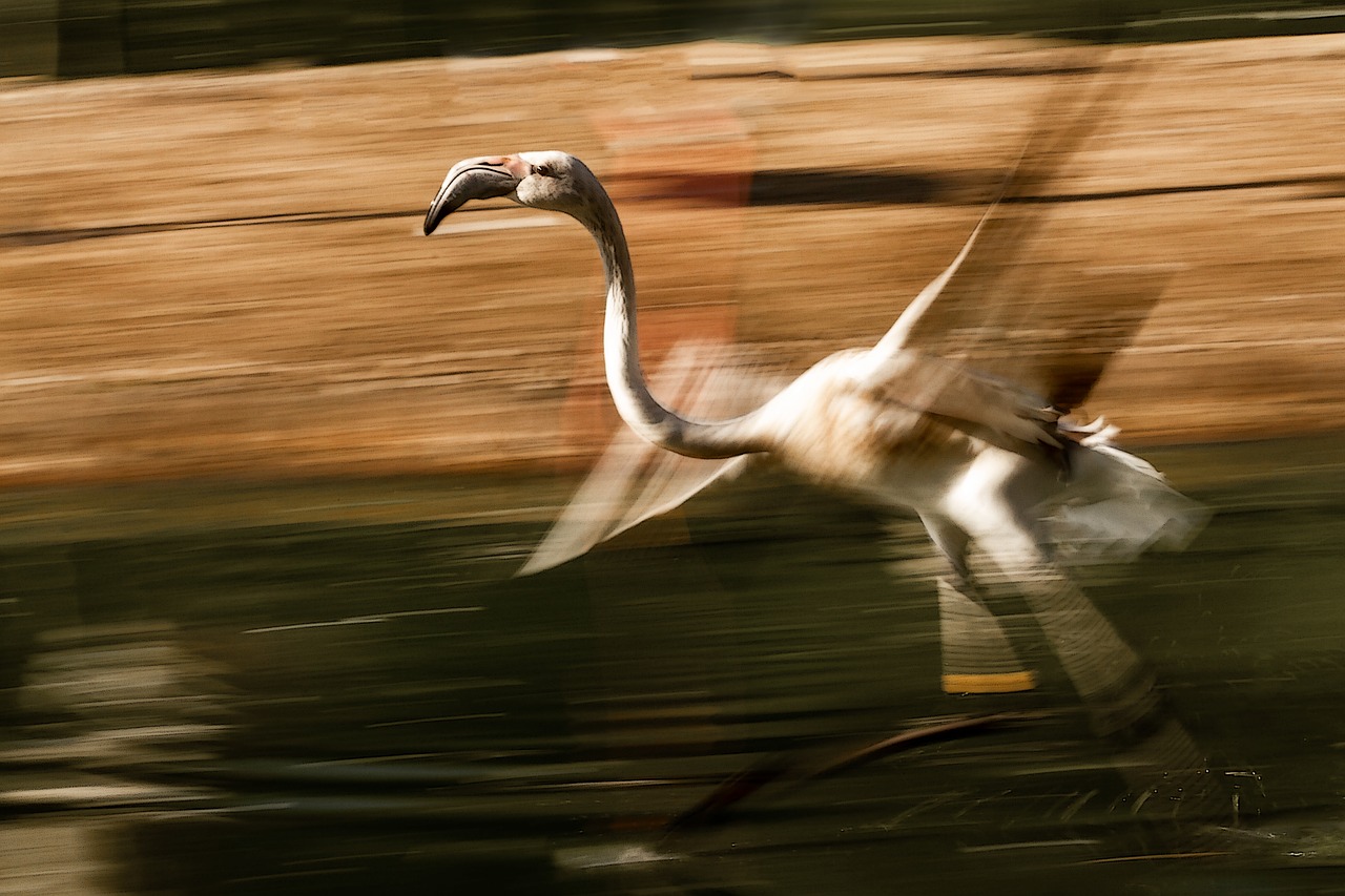 flamingo  movement  fast free photo