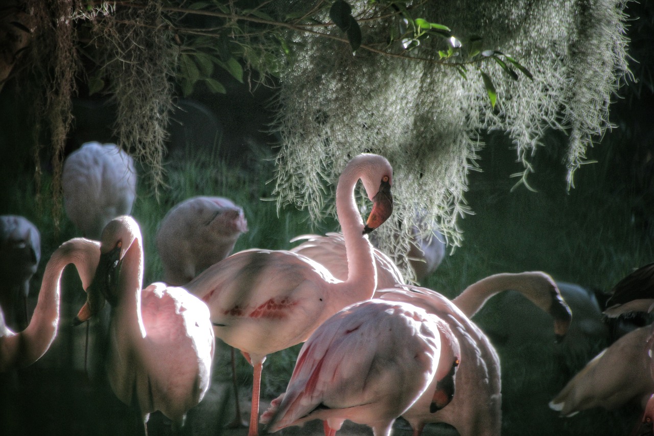 flamingo  bird  colorful free photo