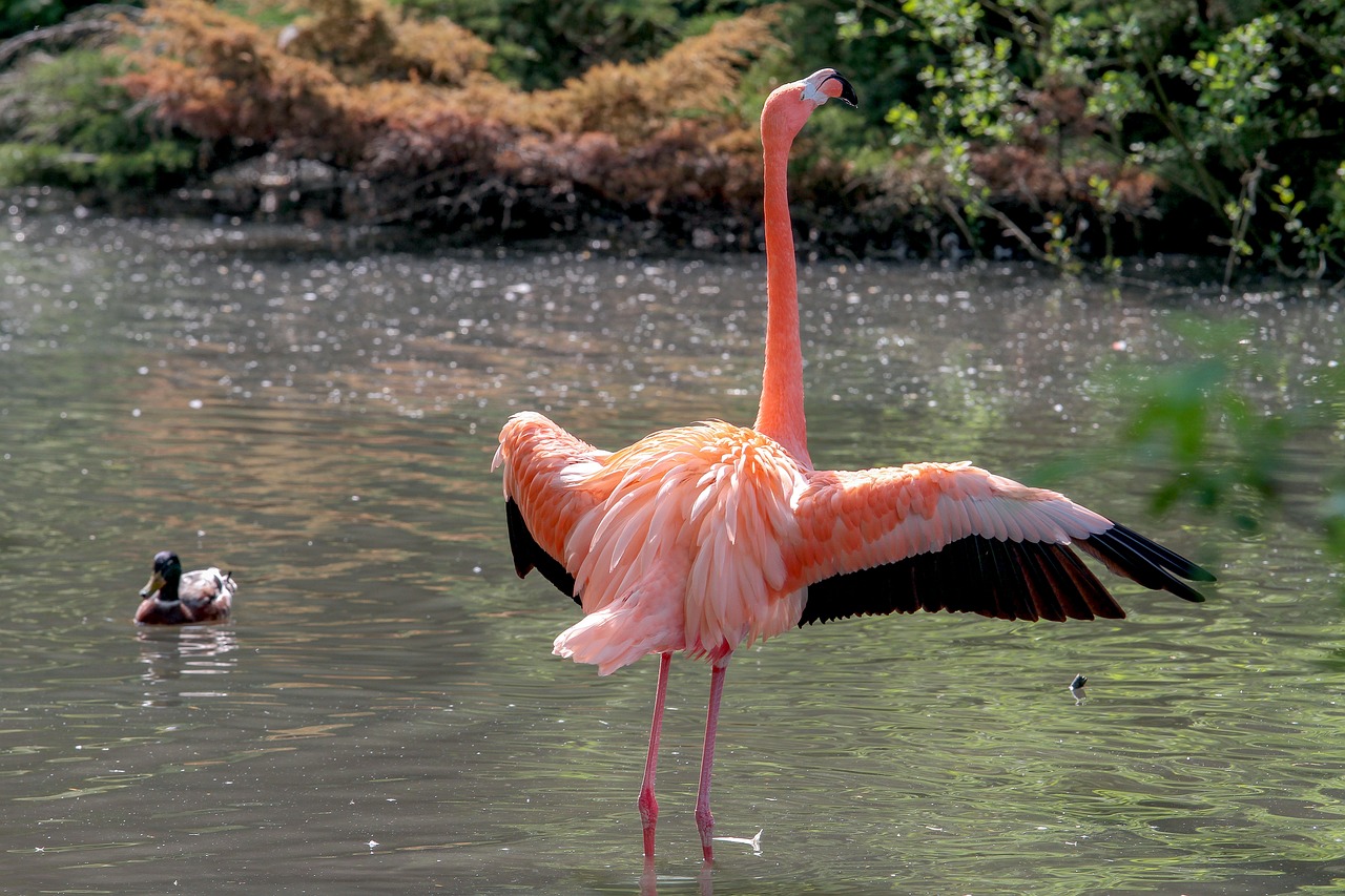flamingo  animal world  bird free photo
