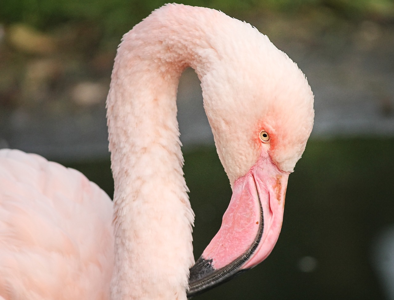 flamingo  pink  pink flamingo free photo