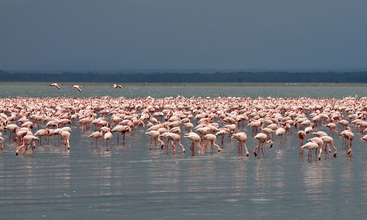 flamingo  birds  nakuru free photo