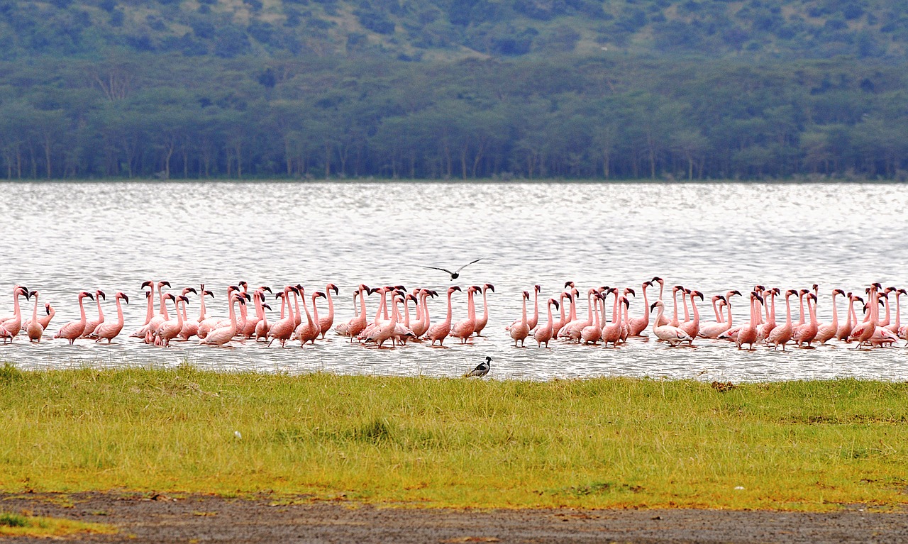 flamingo  kenya  nakuru free photo