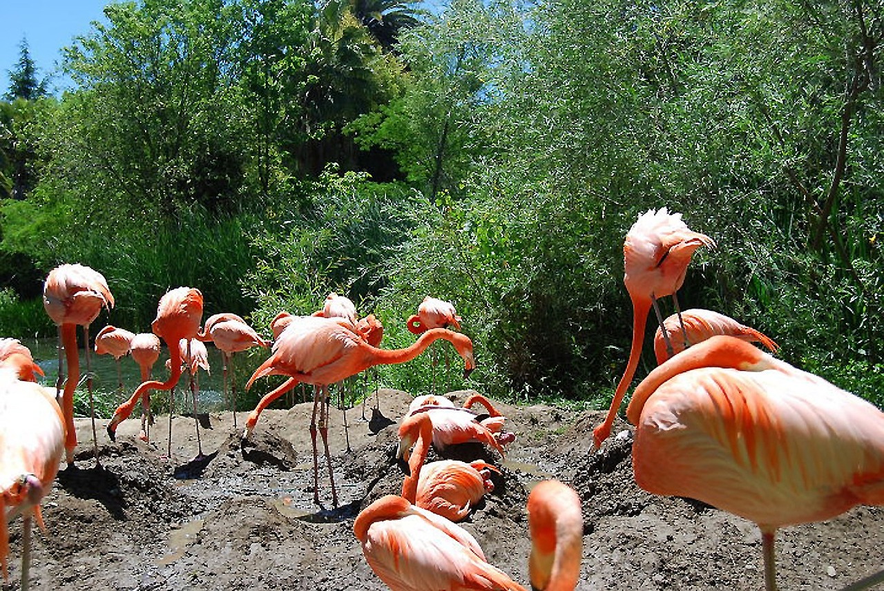 flamingo birds exotic free photo