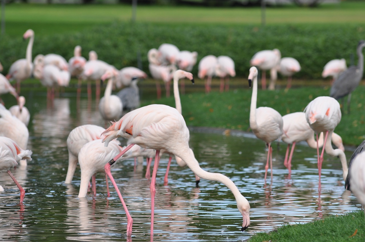 flamingo  zoo  water free photo