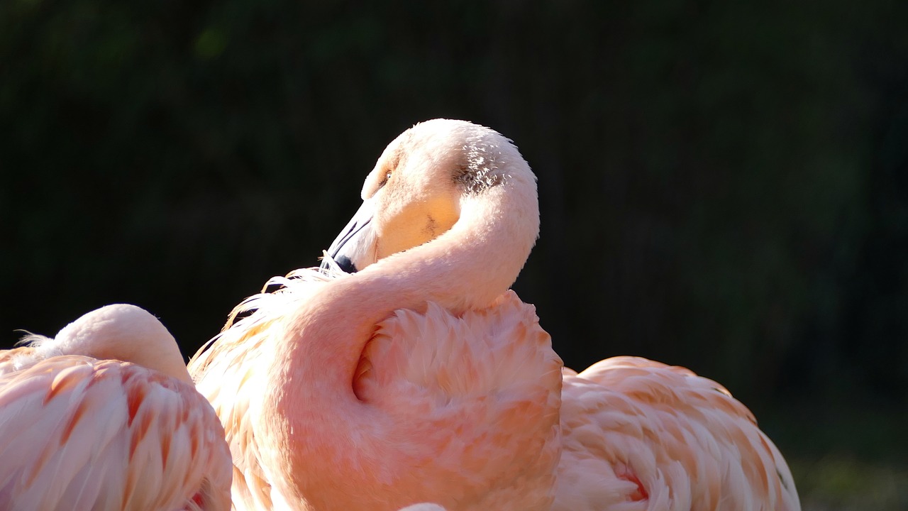 flamingo  pink  bird free photo