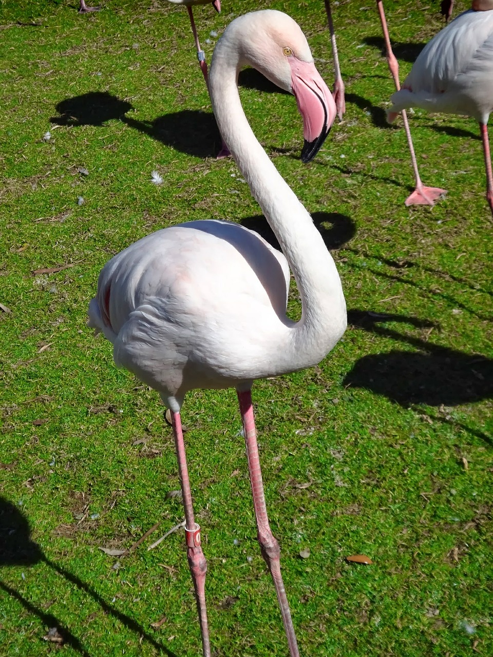 flamingo bird zoo free photo