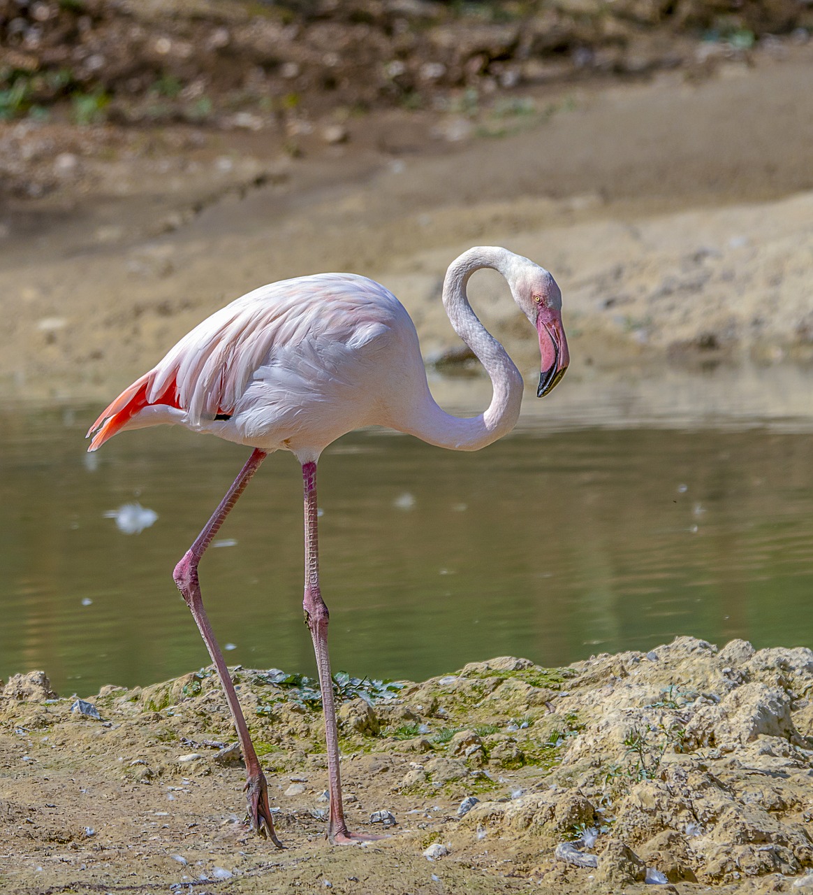 flamingo  bird  pink free photo