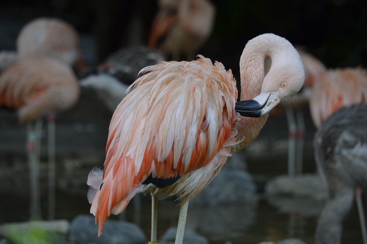 flamingo  pink  zoo free photo