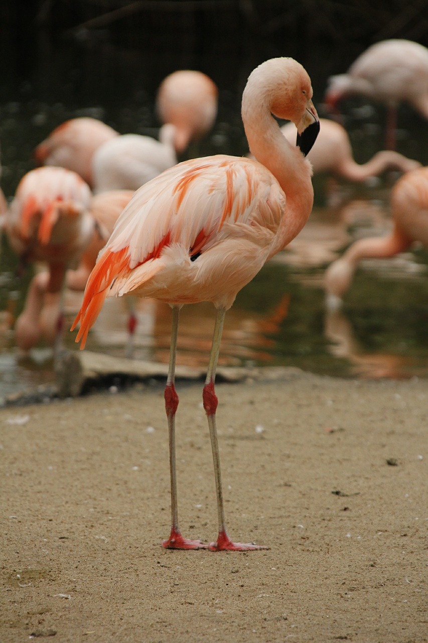 flamingo lesser pink free photo