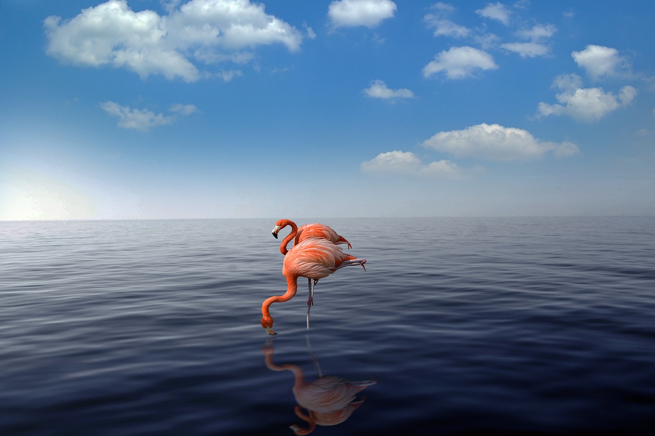 flamingo  beach  sea free photo