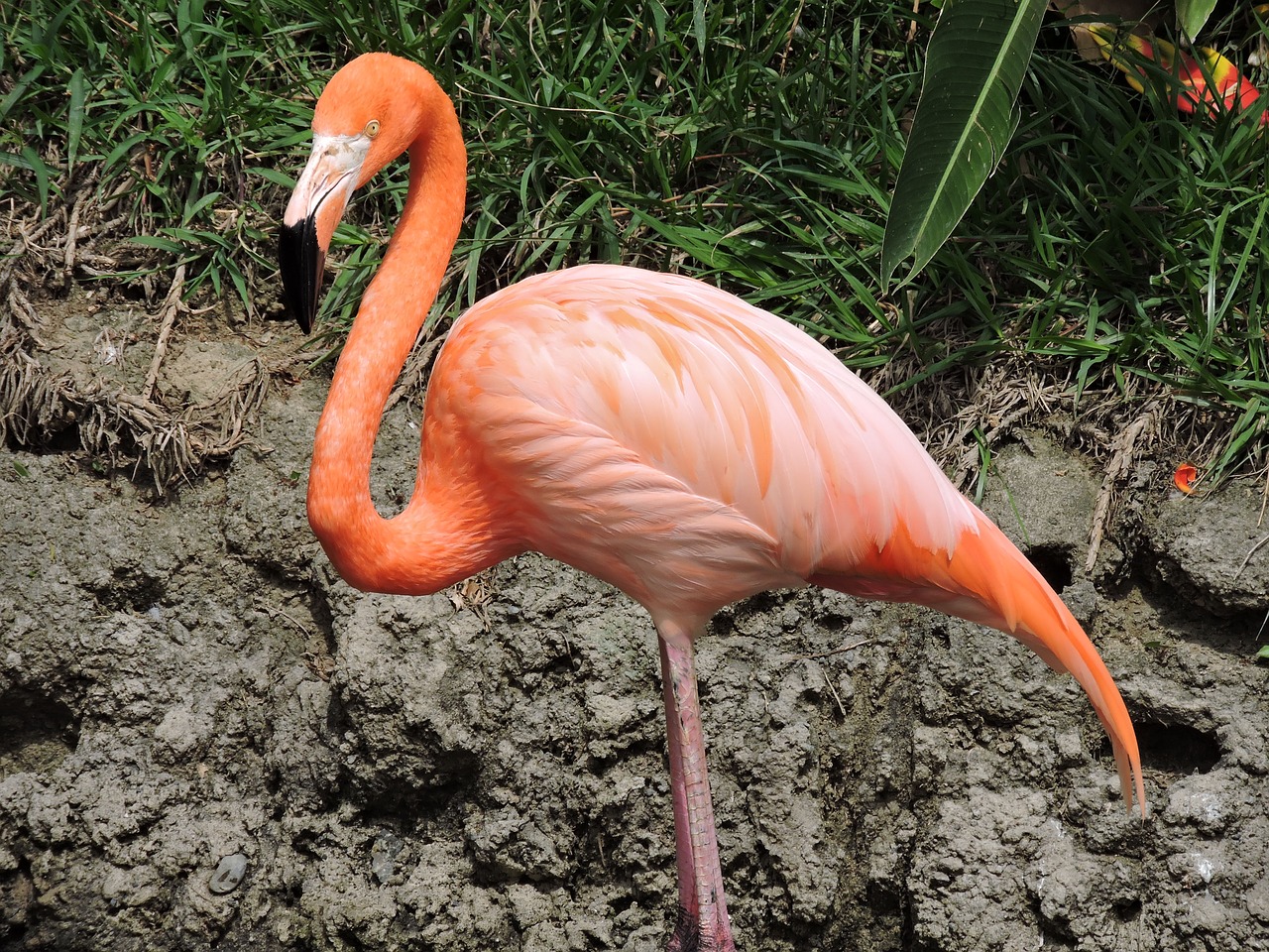 flamingo  rosa  pen free photo