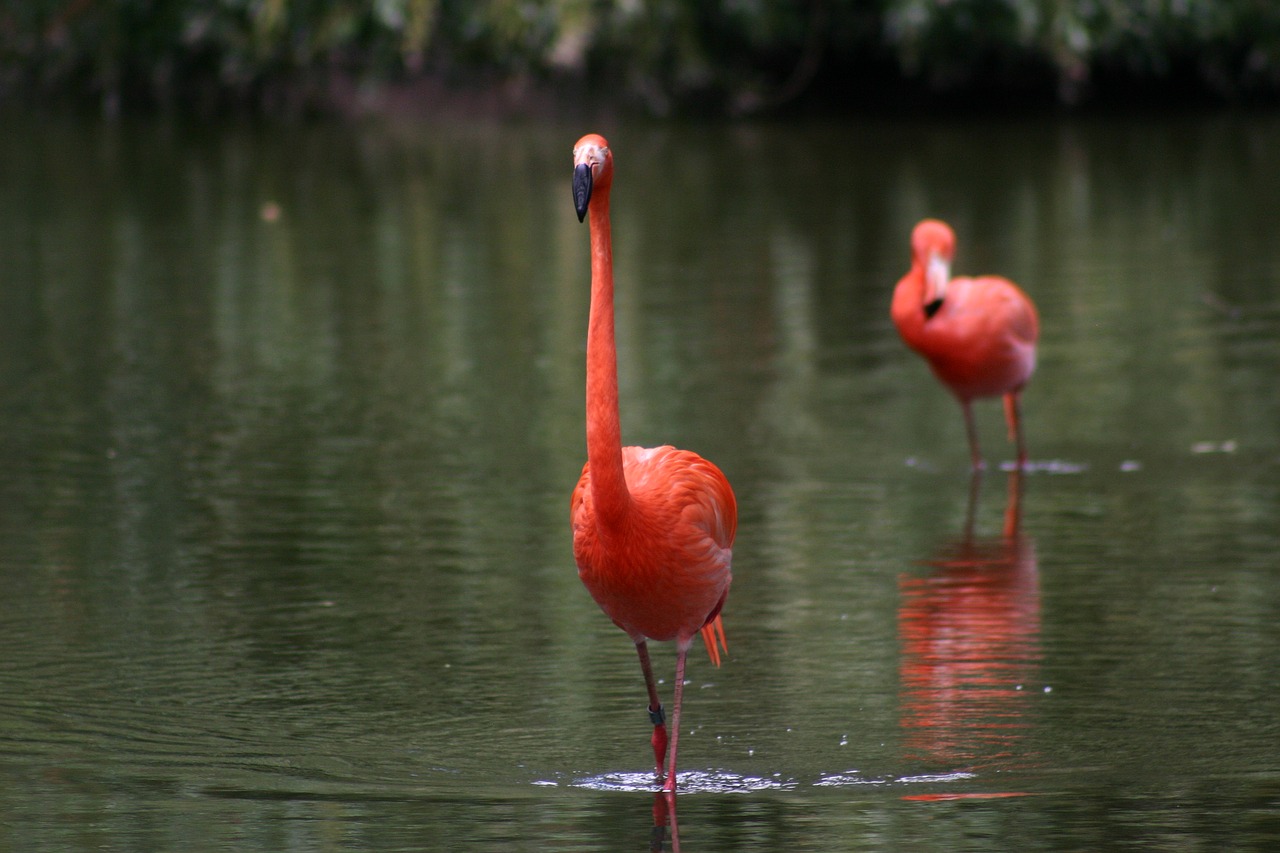 flamingo  zoo  pink free photo