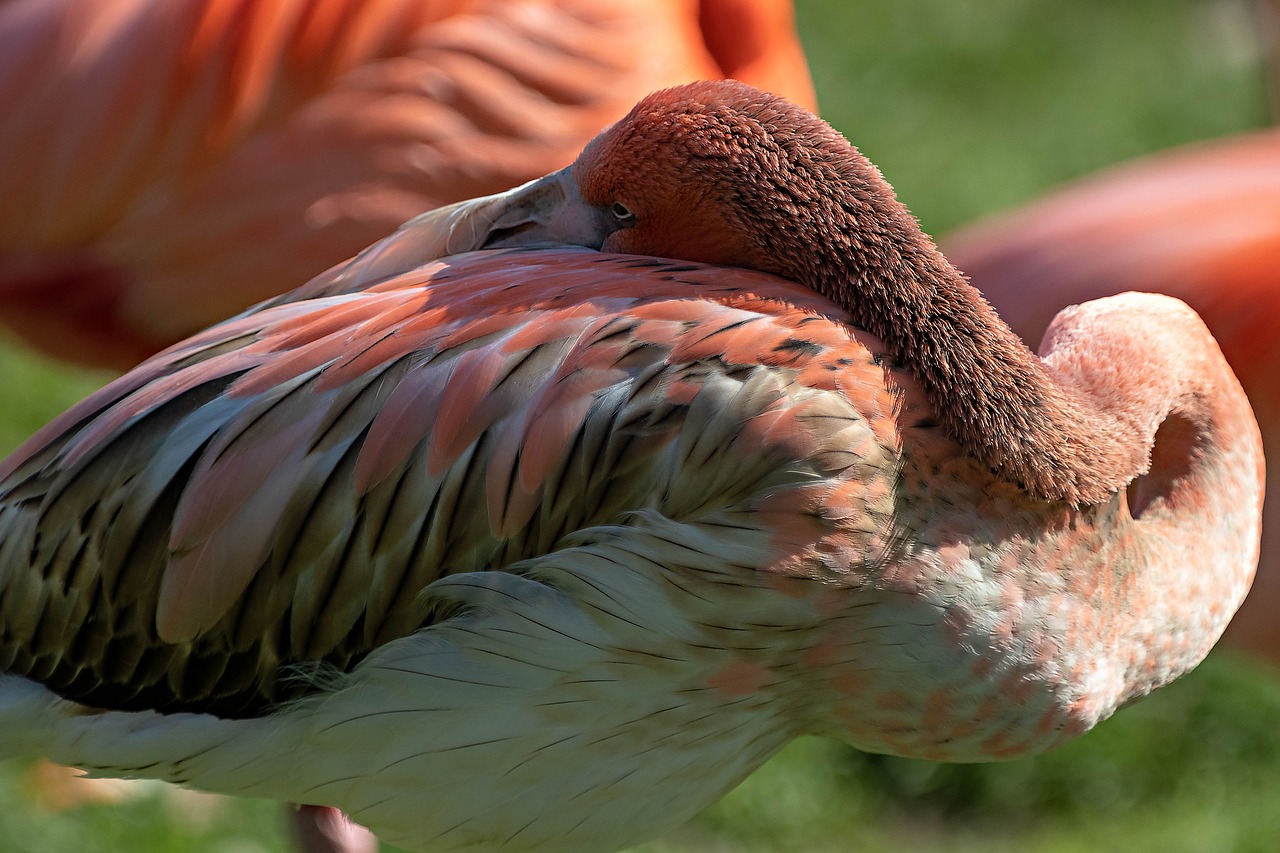 flamingo  zoo  bird free photo