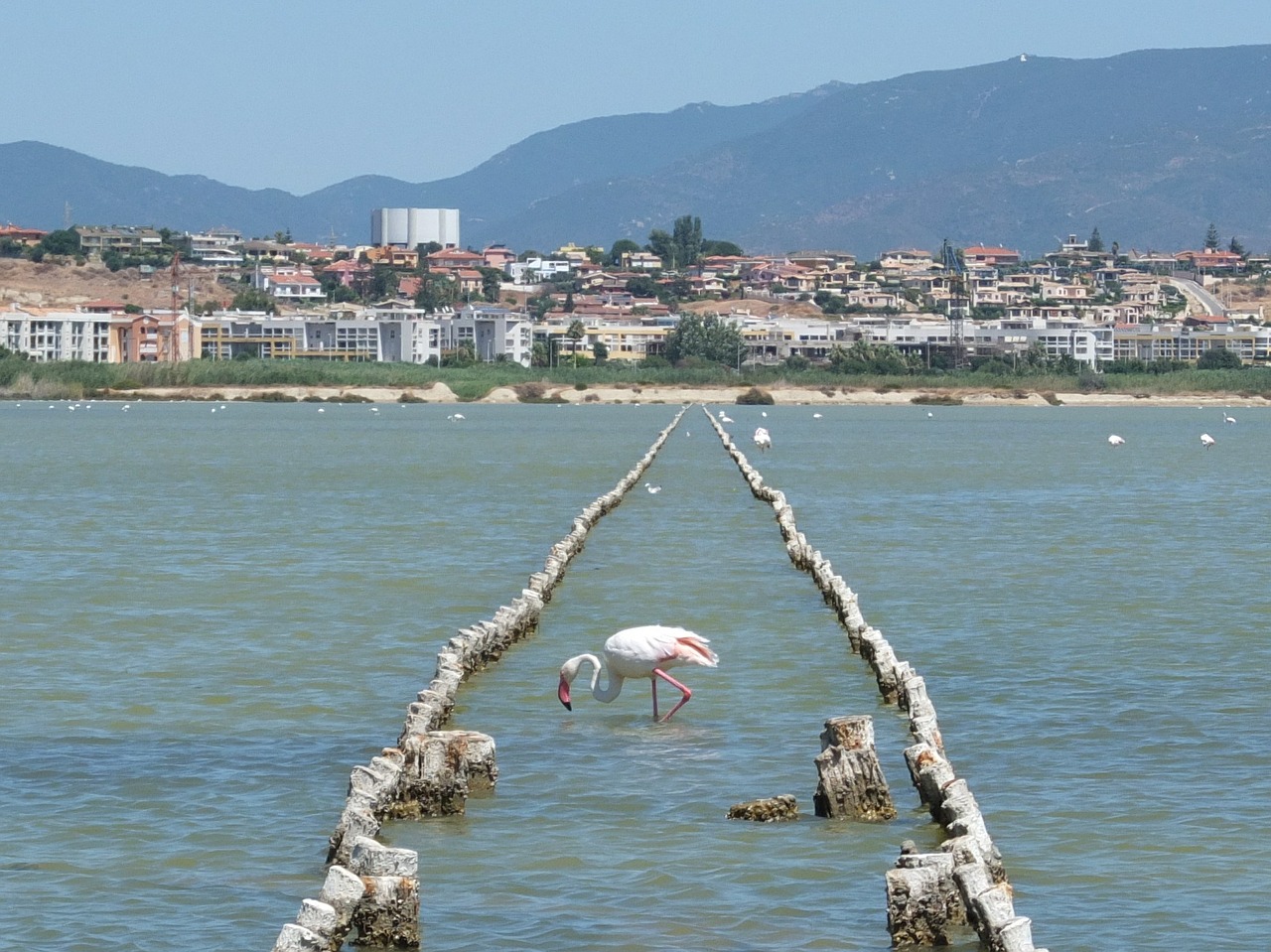 flamingo saline quartu sant'elena free photo