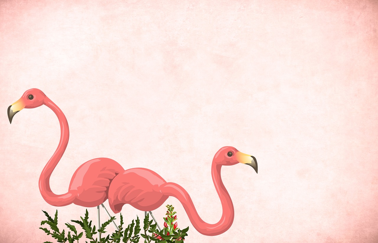 flamingo  bird  background free photo