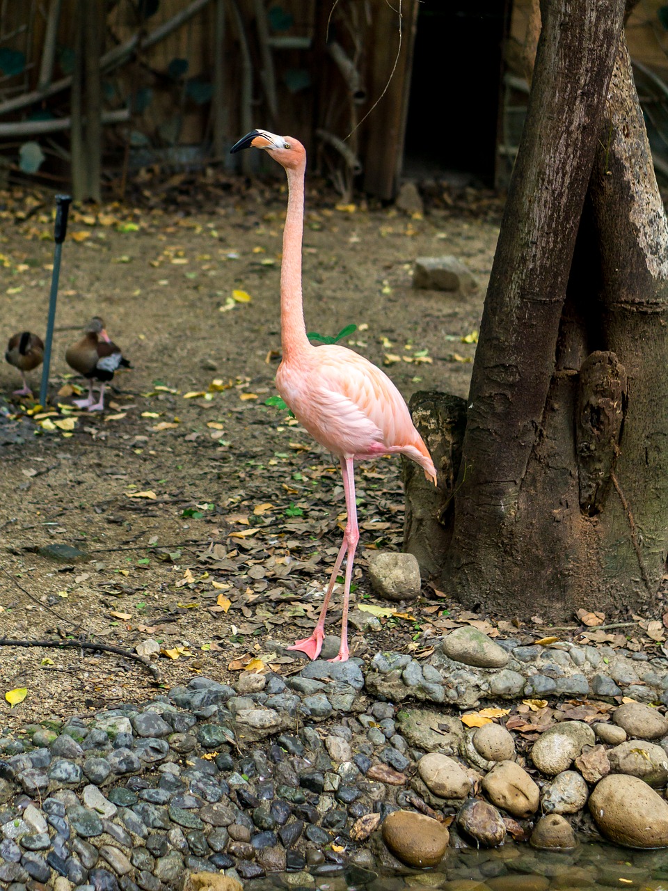 flamingo  grass  nature free photo