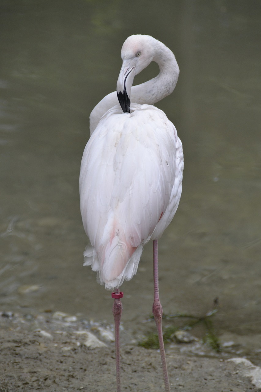 flamingo pink water bird free photo