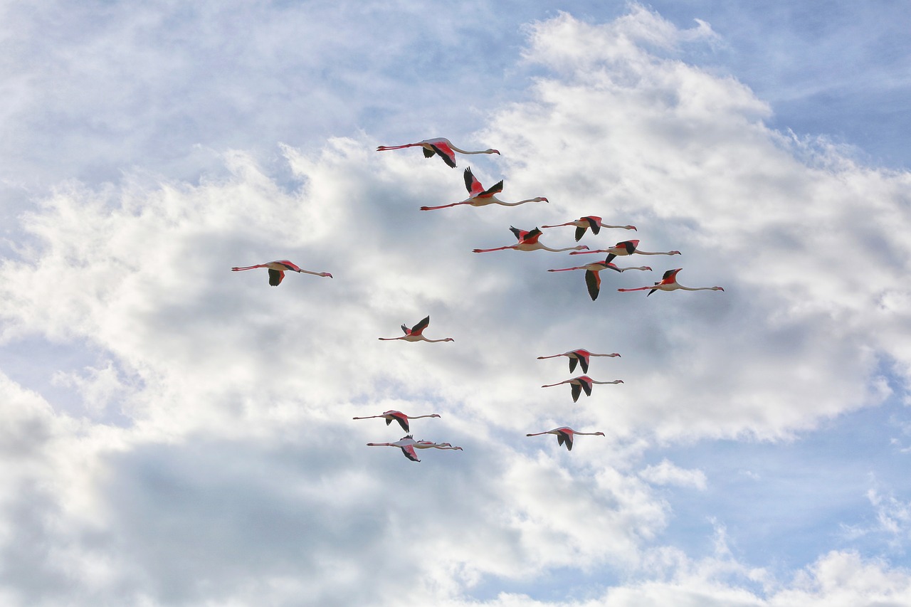 flamingo  birds  feathers free photo