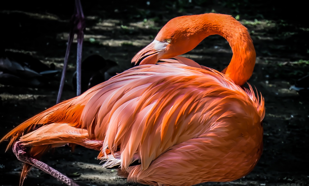 flamingo  pink  nature free photo