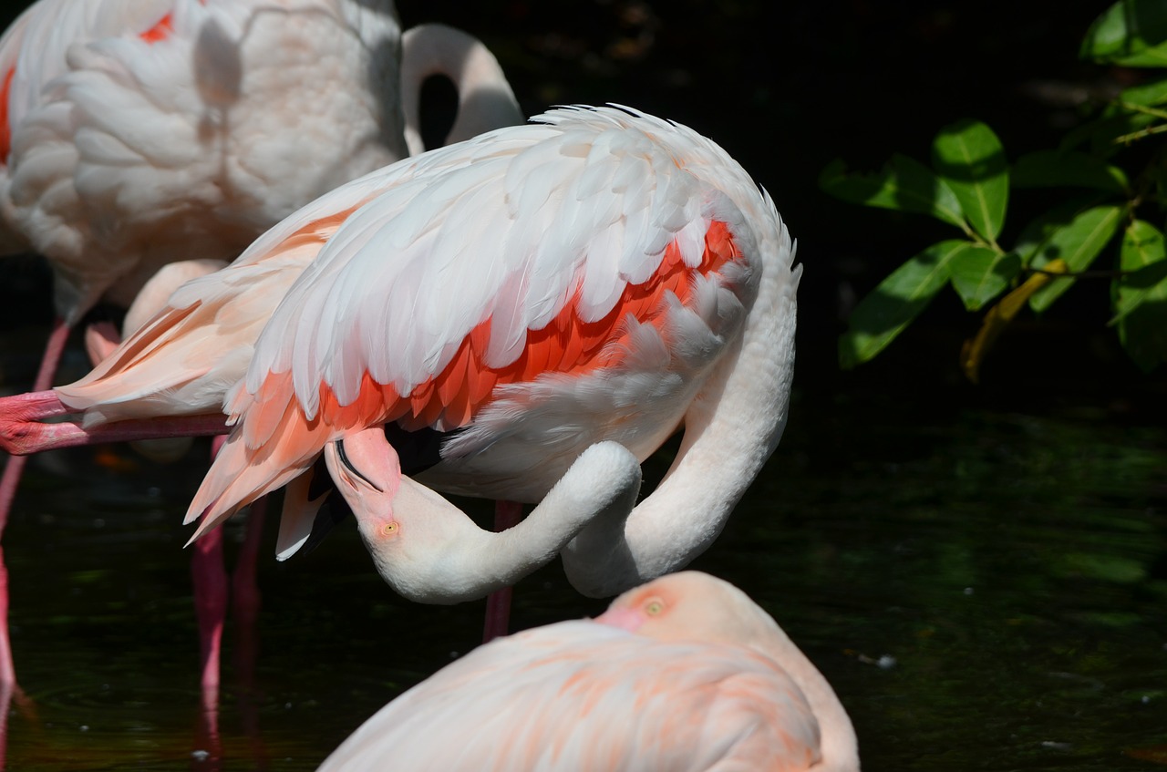 flamingo bird plumage free photo