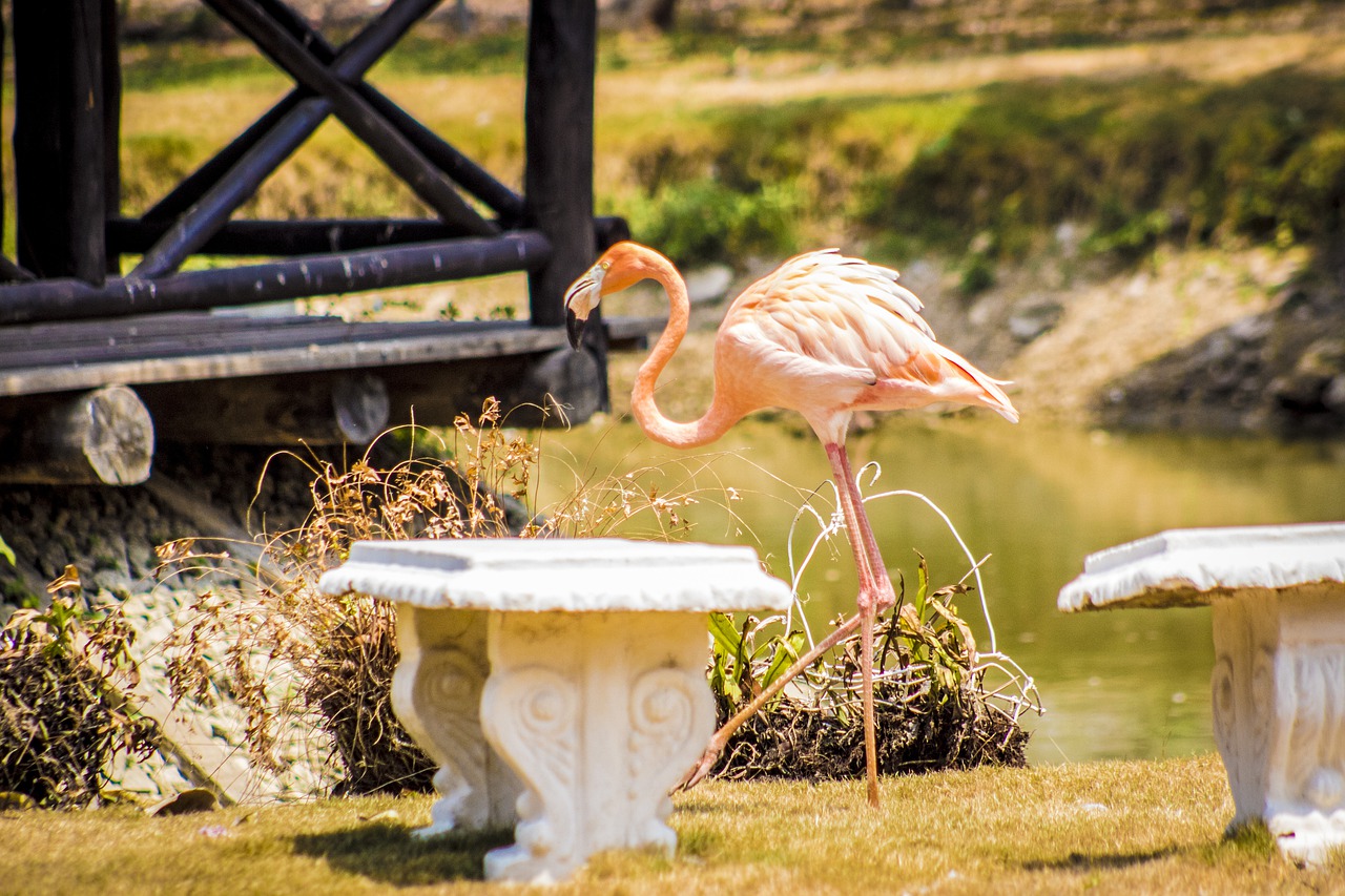 flamingo  nature  colombia free photo