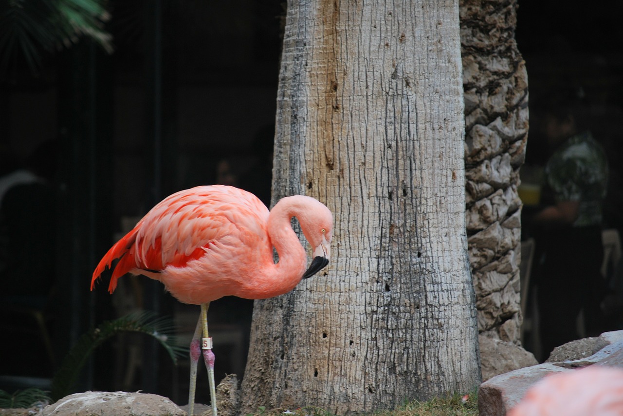 flamingo pink bird free photo