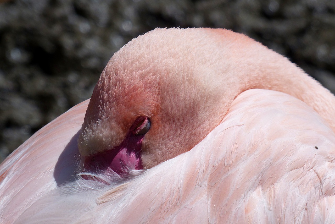 flamingo  exotic  bird free photo