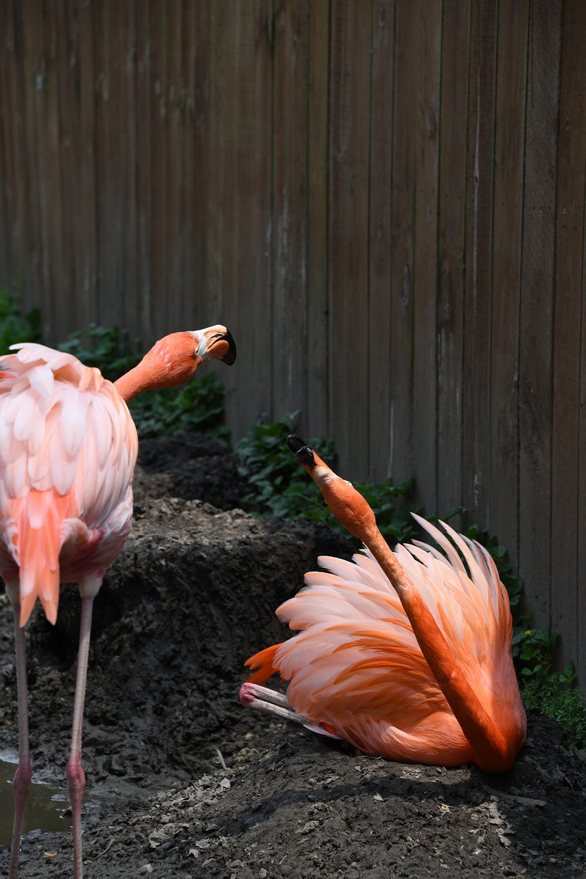 flamingo  bird  zoo free photo