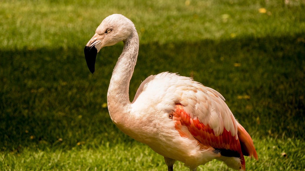 flamingo  meadow  nature free photo