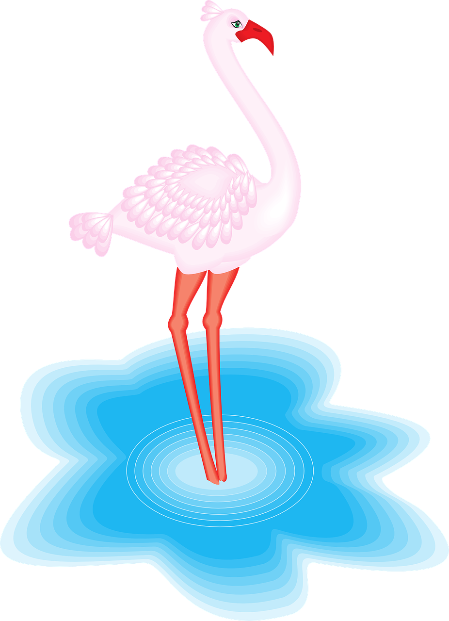 flamingo bird water free photo