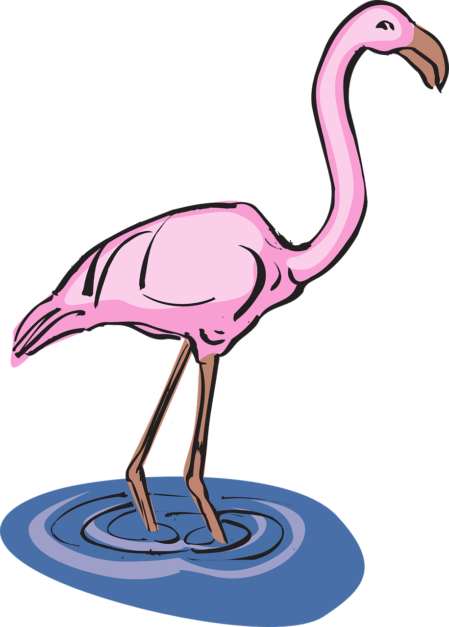 flamingo water bird free photo